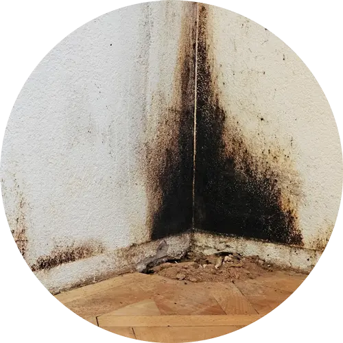 Schimmel Sanierung- Swiss Renovation